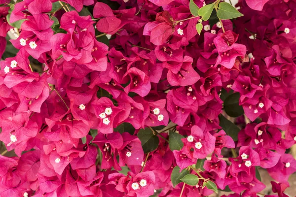 Bougainvillea Rosa Fundo Flores Verão Planta Brilhante Colorida Imagem Filtrada — Fotografia de Stock