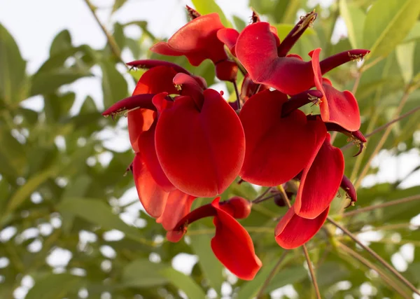 明亮的红色花埃里特里纳克里斯塔加利或公鸡珊瑚树 美丽盛开的热带植物 阿根廷和乌拉圭的国花 散景效果 — 图库照片
