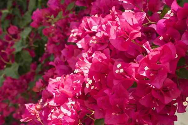 Jasny Różowy Bougainvillea Słoneczny Dzień Piękne Kwitnące Rośliny Tropikalne Kolorowe — Zdjęcie stockowe