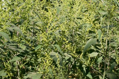 Ot bitkilerinin yeşil arka planı (Iva xanthiifolia, Cyclachaena xanthiifolia, dev yosun, bataklık-yaşlı).  