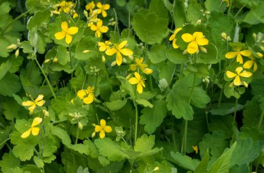 Yakın görüş Chelidonium majus (daha büyük celandine, nipplewort, kırlangıç otu veya tetterwort) bitkisel ilaçlarda uzun ömürlü bitkisel bitki kullanımı.