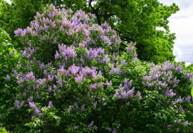 Çiçek açan açık mor şırıngalı gür çalılar (Leylak))