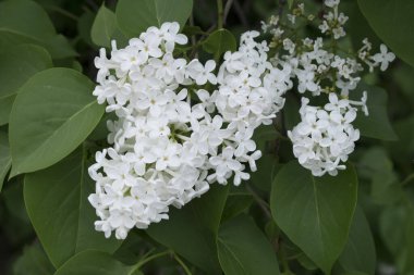 Bir demet çiçek açan Şırınga 'nın (Leylak) dalı