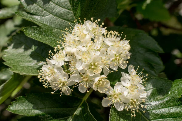 아로니아 흑색종 Aronia Melanocarpa 윤기나는 과하얀 꽃으로 나뭇가지를 감싼다 — 스톡 사진