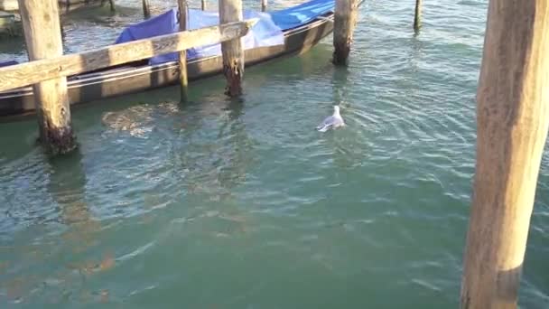 Een afgelegen opname van de meeuw die in de baai zwemt en zijn veer schoonmaakt — Stockvideo