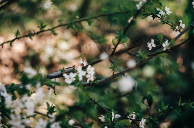 Pring Merhaba. Bahar geldi. Baştankara kuş kiraz çiçeği. 