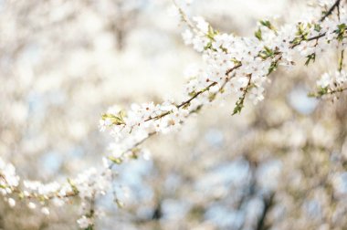 Bahar geldi. Merhaba bahar. Mavi gökyüzü önünde beyaz kiraz çiçeği.