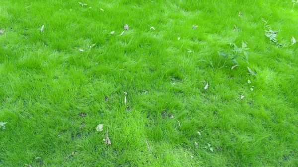 Parkta Düşmüş Yaprakları Ile Yeni Yetiştirilen Açık Yeşil Çim Arka — Stok fotoğraf