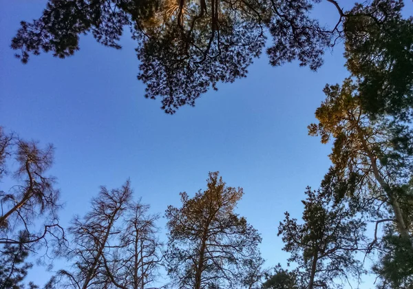 Árvores Outono Com Céu Sem Nuvens Floresta Outubro Vista Baixo — Fotografia de Stock