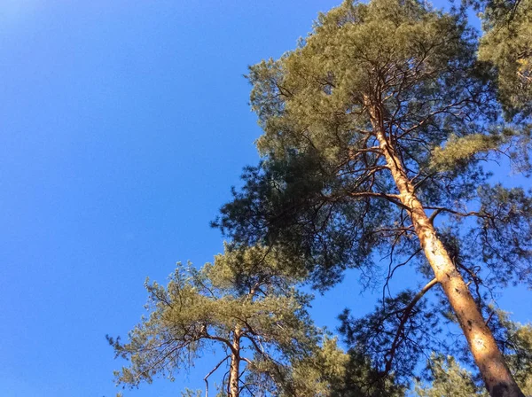 Arbres Automne Avec Ciel Sans Nuages Dans Forêt Octobre Vue — Photo