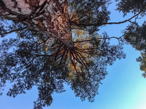 Осенние Деревья Безоблачным Небом Лесу Октябре Вид Снизу — стоковое фото