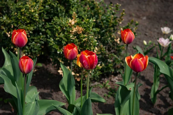 Красные Тюльпаны Клумбе Возле Кустов Парке — стоковое фото