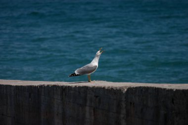 Martı, yaz başında Kırım'da bir deniz kıyısında oturur ve şarkı lar dingin. Karadeniz.
