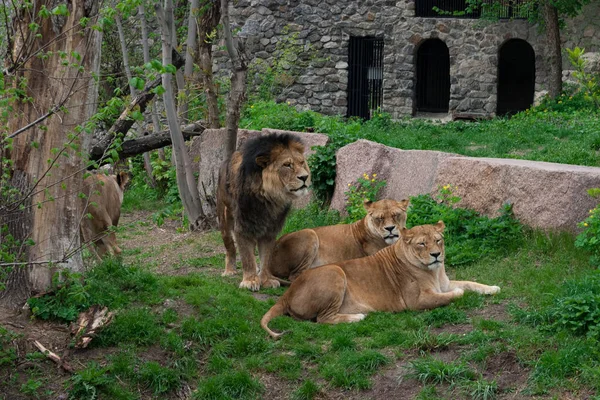 Löwe Steht Neben Zwei Liegenden Löwinnen Grünen Gras Des Zoos — Stockfoto