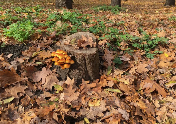 Flammulina Velutipes Apanha Cogumelos Toco Entre Folhas Caídas Outono Floresta — Fotografia de Stock