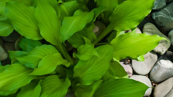 Hosta plantaginea bitkisi. Arka planda gri kayalar olan yeşil yapraklar. Macro çekimi, yakın plan. — Stok fotoğraf