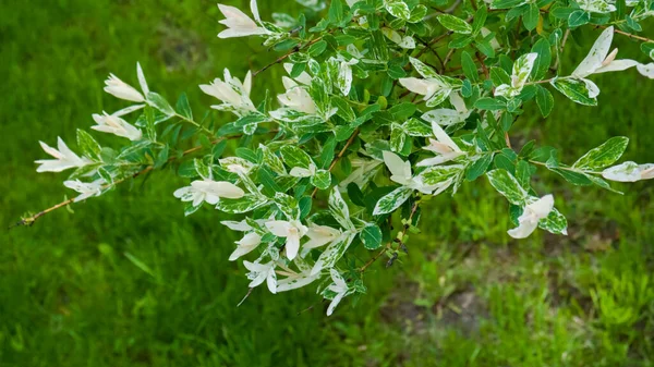 Elaeagnus umbellata buisson aux fleurs blanches et aux feuilles vertes. Contexte. Gros plan — Photo