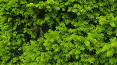 Ladin, köknar ağacı parktaki yeşil dalları aydınlatır. Geçmişi. Yakın çekim.