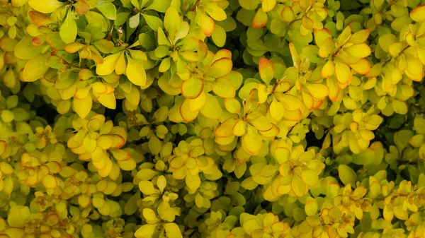 Berberis plante avec des feuilles jaunes et bordures rouges dans le parc. Contexte. Prise de vue macro, gros plan — Photo