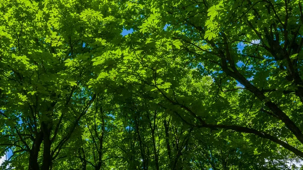 Castagno. In cima agli alberi con foglie verdi. Cielo blu sullo sfondo. Foresta — Foto Stock