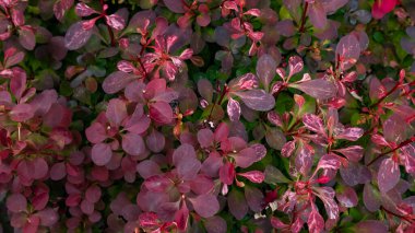 Parkta koyu kırmızı yapraklı Berberiler bitkisi. Geçmişi. Macro çekimi, yakın plan.