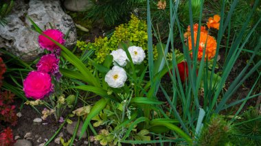 Beyaz, turuncu ve morumsu düğün çiçeği, Ranunculus asiaticus çiçekleri parktaki bir çiçek tarlasında yeşil yapraklarla. Geçmişi. Yakın çekim.