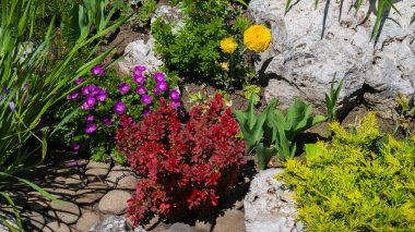 Sarı Düğünçiçeği, Ranunculus asiaticus çiçekleri, morumsu Petunya atkinsiana çiçekleri, ardıç ve parktaki bir çiçek tarlasında koyu kırmızı yapraklı çalılar. Arkaplan