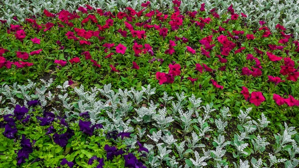 Koyu mor ve morumsu Petunia atkinsiana çiçekleri yeşil yapraklı ve Jacobaea maritima bitkisi parktaki bir çiçek tarlasında. Arkaplan