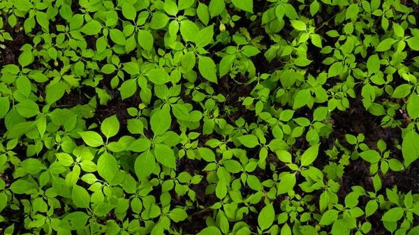 Impatiens parviflora зелена рослина на землі після дощу. Грінвуд. Тло — стокове фото