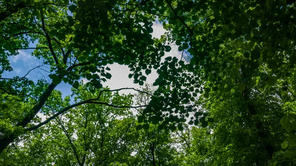 Parte superior de los árboles con hojas verdes desde abajo. Cielo azul con nubes. Contexto —  Fotos de Stock