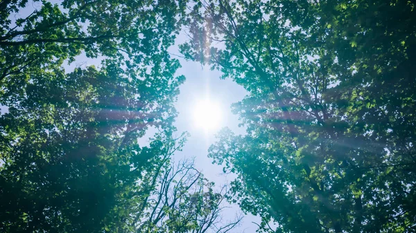 Luce solare diritta con la cima degli alberi dal basso. Greenwood. Contesto — Foto Stock