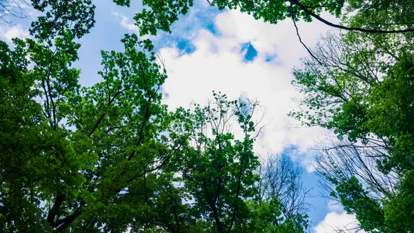Верхня частина дерев з зеленим листям знизу. Блакитне небо з хмарами. Грінвуд. Тло — стокове фото