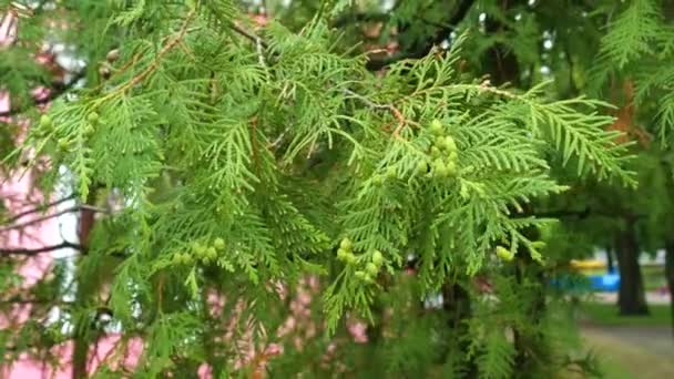 Thuja occidentalis ветви деревьев с зелеными листьями и конусами, развевающимися на ветру. Фон. Закрывай. 4K Ultra HD — стоковое видео