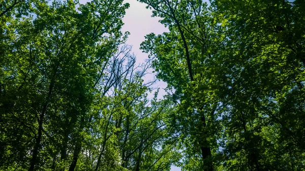 Groene boomtop in het bos eind mei — Stockfoto