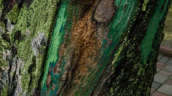 Lönn träd bark med grön och turkos färg och mögel i parken — Stockfoto