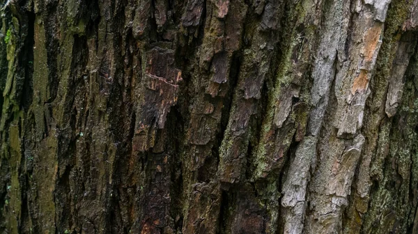 Ek bark med ljusa och mörka områden, våt efter regn i skogen — Stockfoto