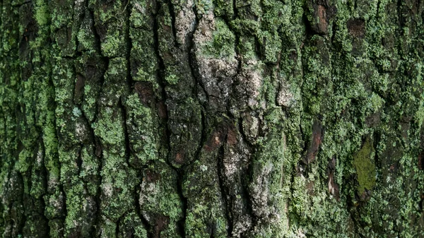 Närbild bakgrund ek träd bark, helt täckt med mögel — Stockfoto