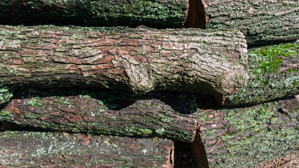 Grandes troncos, tumbados al sol, húmedos después de la lluvia y cubiertos de moho verde —  Fotos de Stock