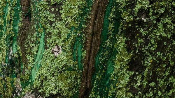Кора кленового дерева з зеленим і бірюзовим мохом і цвіллю — стокове фото