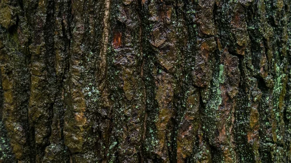 Våt brun ek bark med grön mögel efter regnet i greenwood — Stockfoto