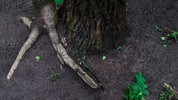 Duas árvores diferentes, entrelaçadas umas com as outras em greenwood — Fotografia de Stock