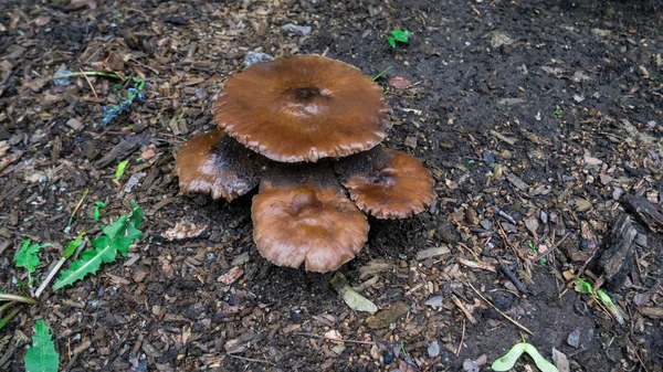 Armillaria mellea cogumelos castanhos claros, crescendo no chão perto de folhas verdes na floresta — Fotografia de Stock