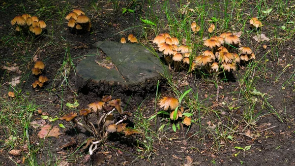 Champiñones anaranjados cerca del tocón en madera verde. Junio, verano —  Fotos de Stock