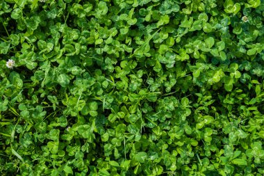 Ormanda küçük beyaz çiçekli soleirolia yeşili çimenler