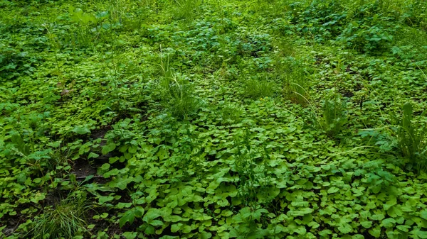 Ormanda uzun otlar ve Alliaria petiolata yeşil yaprakları — Stok fotoğraf