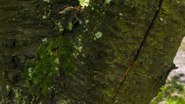 Yağmurdan sonra bir ağaç kabuğunda yeşil yosun ve küf birikir.