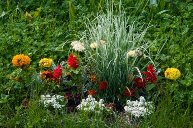 Salvia ihtişamı, Tagetes ereksiyonu, Lobularia ve Jacobaea, çiçek tarlasında çiçekler, yeşil çimlerle çevrili