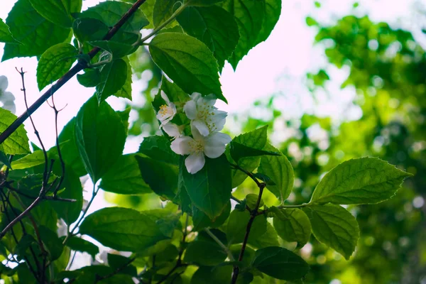 Λευκά άνθη γιασεμιού, ανθισμένα στις αρχές Ιουνίου — Φωτογραφία Αρχείου