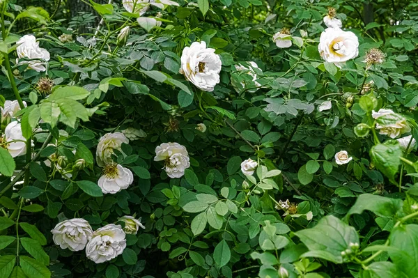 Buisson de roses blanches, floraison début juin — Photo