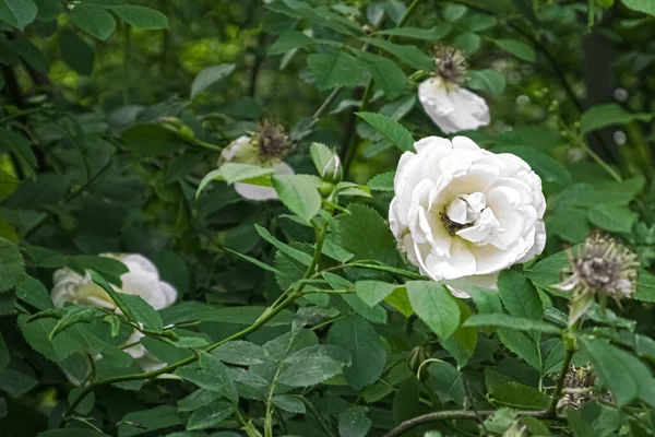 Rose Blanche Fleurie Avec Des Feuilles Vertes Sur Buisson Dans — Photo